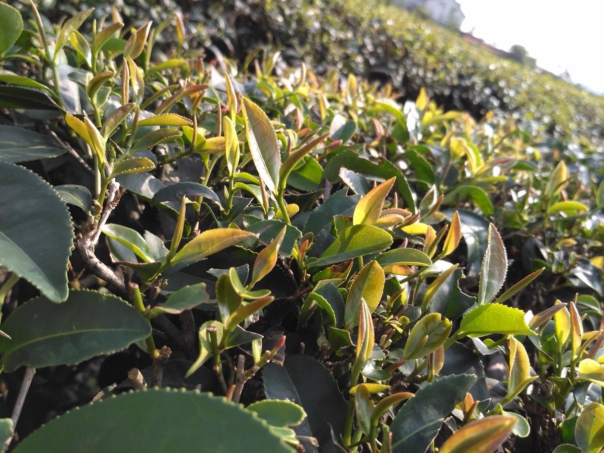 Taiwan Oolong Collection